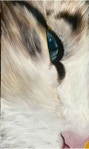 realistic cat paint - eye cat - occhio di gatto - acrilico